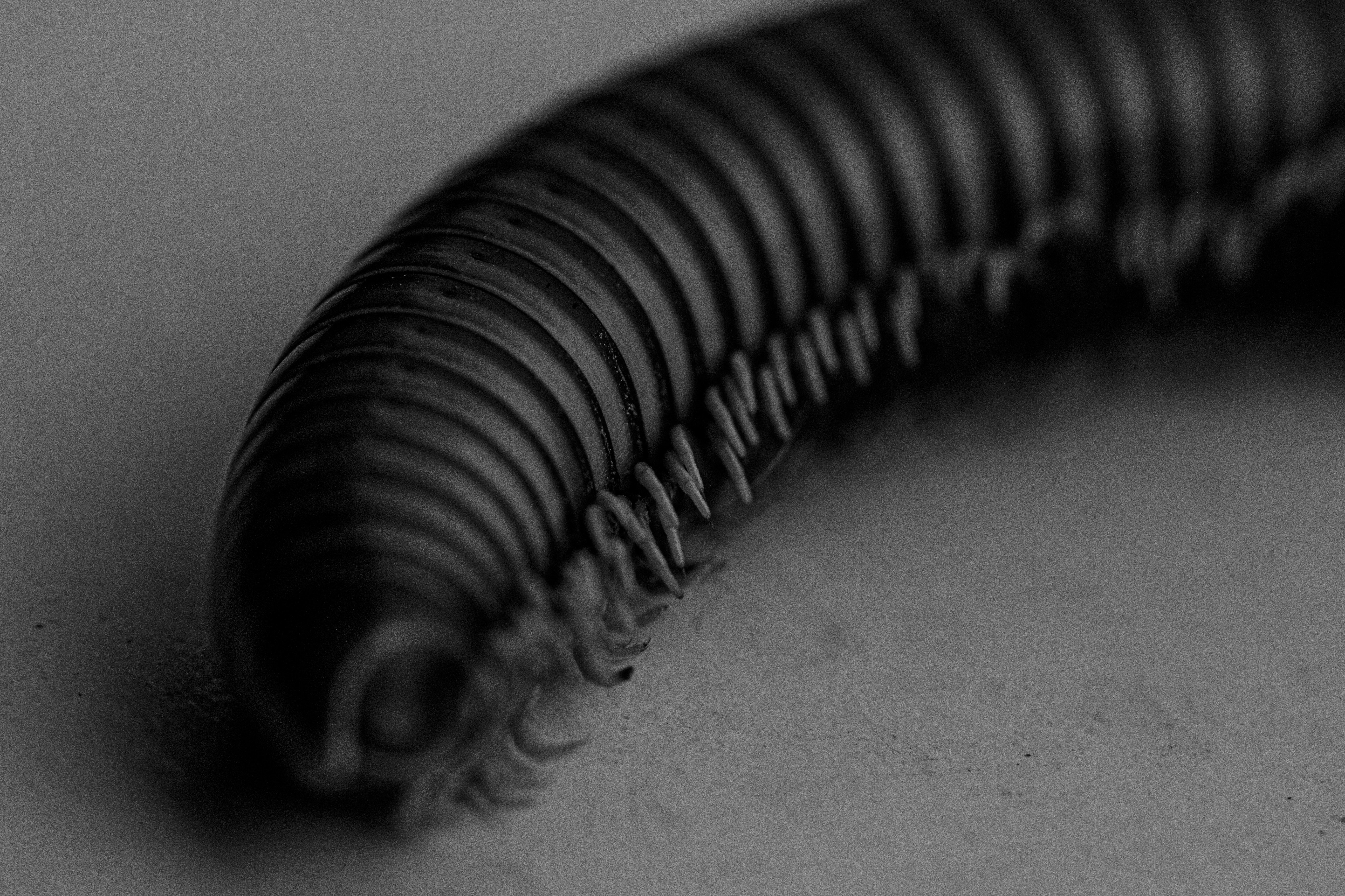 Centipede Spiritual Symbolism And Meaning