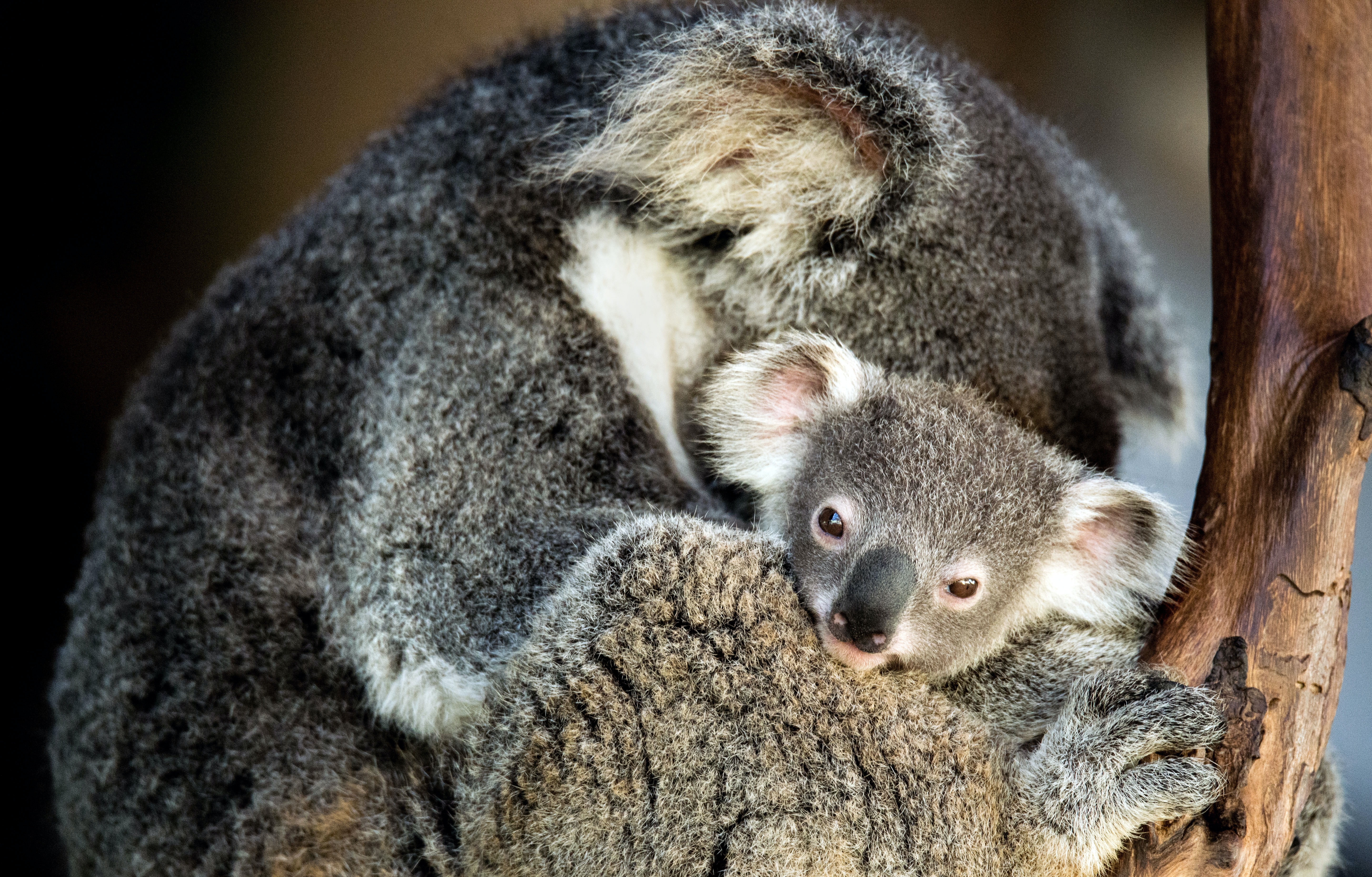 What Is Koala Parenting Style?