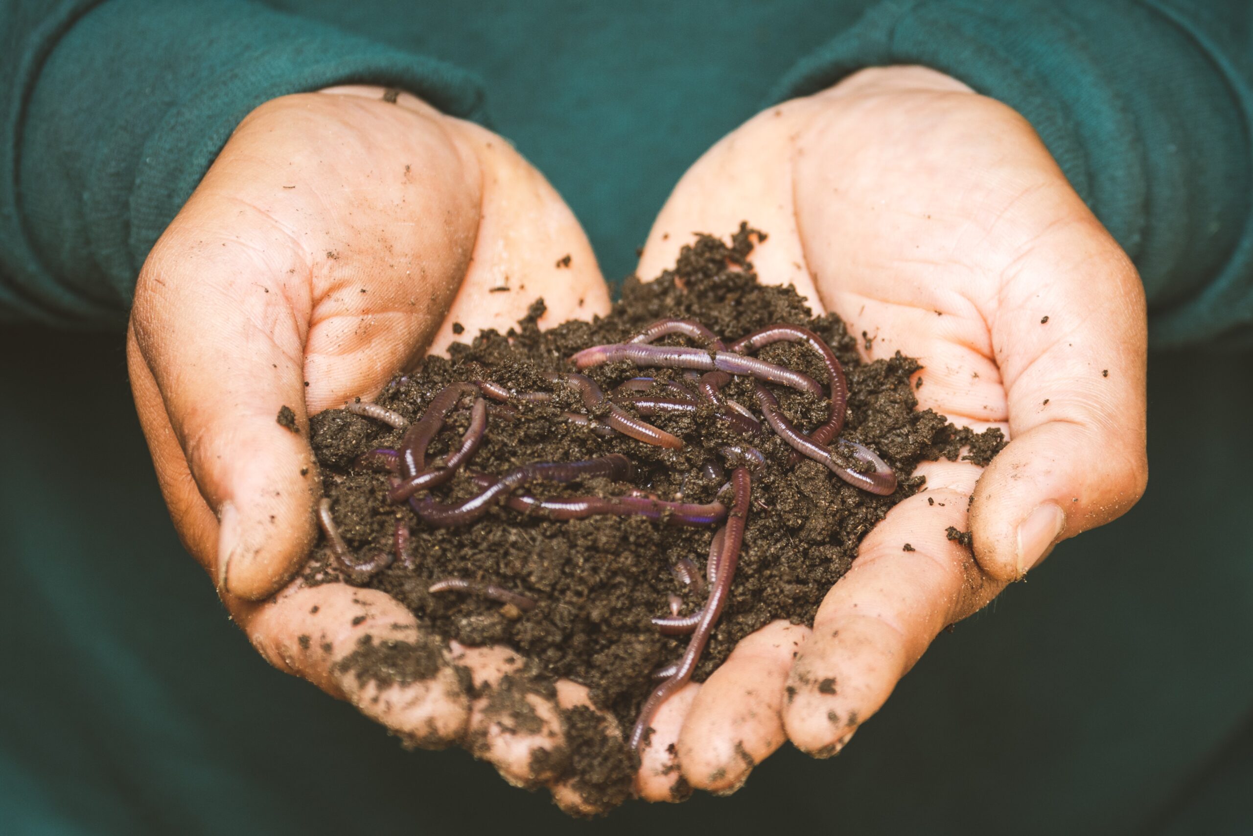 Fear Of Worms And Maggots